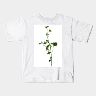 Ivy branch isolated on a white background Kids T-Shirt